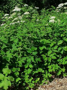 Bishops Weed Aegopodium podagraria Photo H. Zell