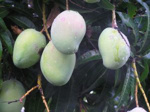 Phil Dudman mango