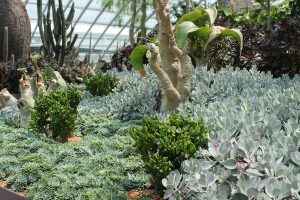 Massed planting of succulents is visually more pleasing than too many varieties planted together