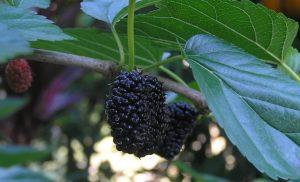 Phil Dudman mulberry