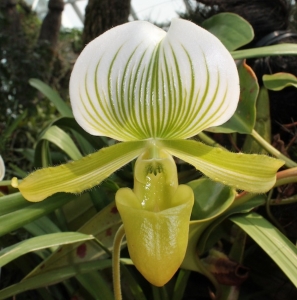 One of the orchids in bloom