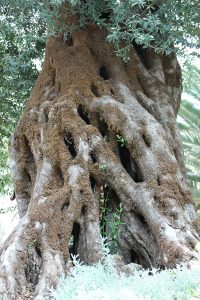 The gnarled trunk of a 1,000 year old olive tree in the mediterranean Garden