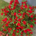 Year round colour provided by this red flowered Euphorbiia. 09.10080