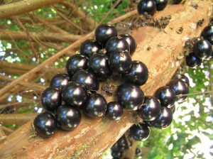 Phil Dudman Jabotica fruit