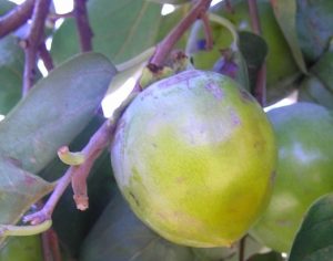 Phil Dudman persimmon