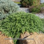 Westringia 'Flat n Fruity'