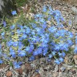 Blue Leschenaultia