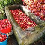 Bright red apples (”Sternreinette”) together with the autumn coloured leaves of Vitis vinifera