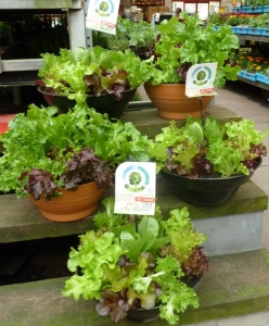 Bunnings lettuce bowls