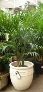 Bunnings palm in decorative pot