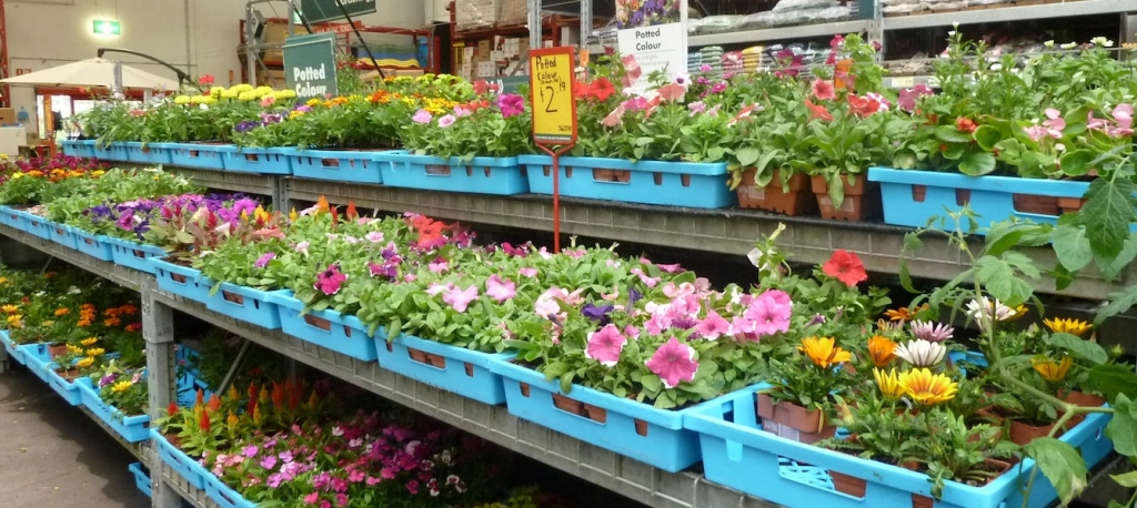 Bunnings potted colour