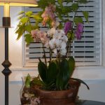 Maria von Brincken orchid still life