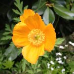 Mecanopsis cambrica