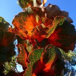 Hakea victoriae