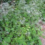 Pelargonium tomentosum