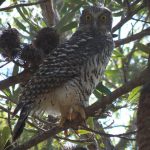 Powerful owl in Bouddi National Park [Photo: Doug Beckers]