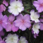 Tibouchina 'Illusion'