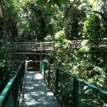 african rainforest