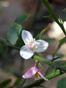 flower finger lime