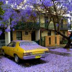 jacaranda-on-car2