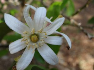 lemonade fruit flower