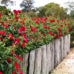 Kodja Rose Maze