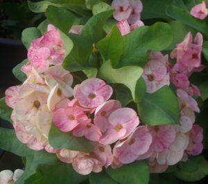 Poysean euphorbia marbled-cream-and-pink-cultivar