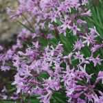 PMA Tulbaghia 'Dark Star'
