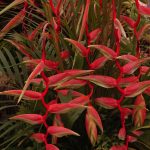 RealWorldGardener heliconias