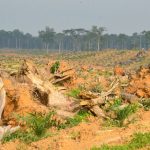 Destroyed palm oil plantation forest [Photo: WWF]
