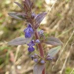 Ajuga australis flower Photo Mark Marathon