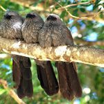 Apostle birds Photo Julie_g