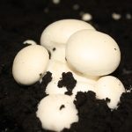 Buttons are taken first to thin the crop & leave space for field mushrooms to develop