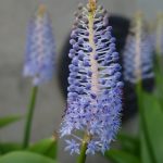 Delicate blue flowers of Scilla madeirensis, the Giant Madeiran Squill