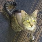 Jerome - the (now) 3-legged tabby cat