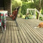 Our grey timber back deck - and Balzac
