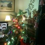 Wollemi pine Christmas tree
