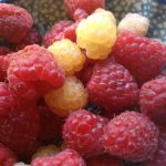 Red and white raspberries ready for breakfast