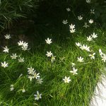 Zephyranthes candida is popular in southern Australia