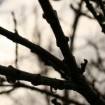 ash tree in winter
