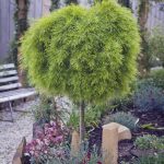 Acacia Limelight 39