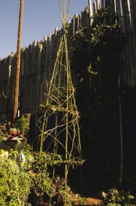 Bamboo and vine tripod