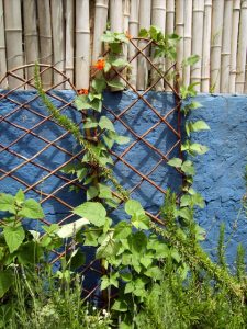 Bean runners on an arched trellis