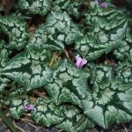 Cyclamen hederifolium foliage