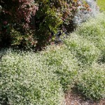 Euphorbia hypericifolia 'Diamond Frost' in a border in full sun