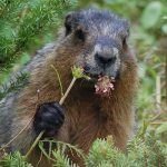 Groundhog Marmota monax Photo Reinhard Kraasch