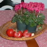 Maria von Brincken cyclamen