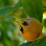 Medlar fruit