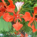 RoyalPoincianaFlower