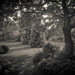 The English Oak planted in 1993 for Peter's father